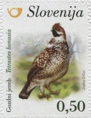 Hazel grouse (Tetrastes bonasia)