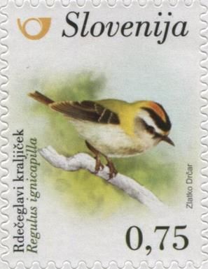 Common firecrest (Regulus ignicapilla)