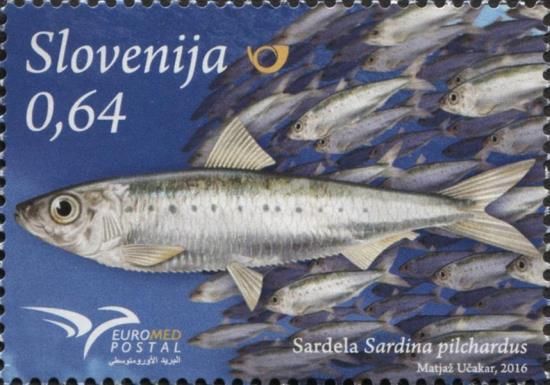 Fish of the Mediterranean - European Pilchard