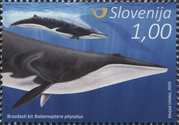 Fin whale (Balaenoptera physalus)