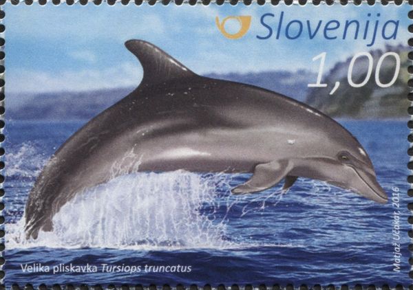 Common bottlenose dolphin (Tursiops truncatus)