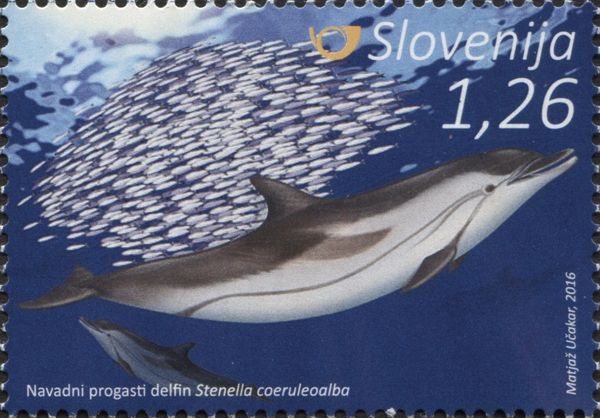 Striped dolphin (Stenella coeruleoalba)