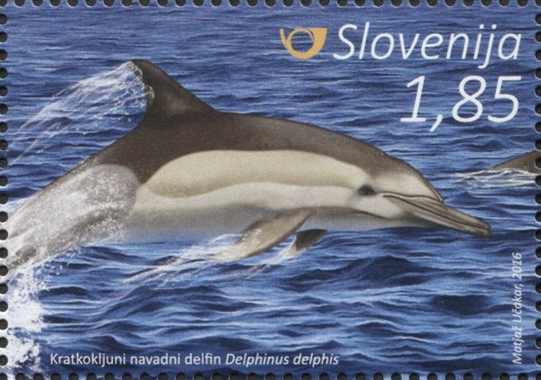 Common Dolphin (Delphinus delphis)