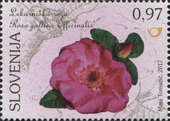 The apothecary's rose (Rosa gallica 'Officinalis')