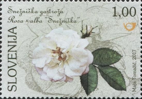 Snežnik White Rose