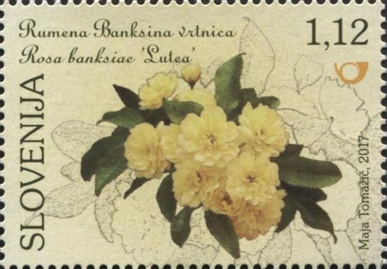 Yellow Lady Banks Rose