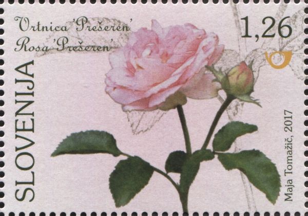 'Prešeren' Rose