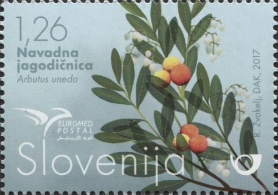Arbutus unedo