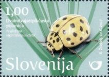 22-spot ladybird (Psyllobora vigintiduopunctata)
