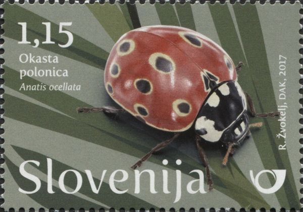 Eyed ladybird (Anatis ocellata)