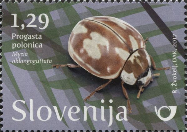 Striped ladybird (Myzia oblongoguttata)