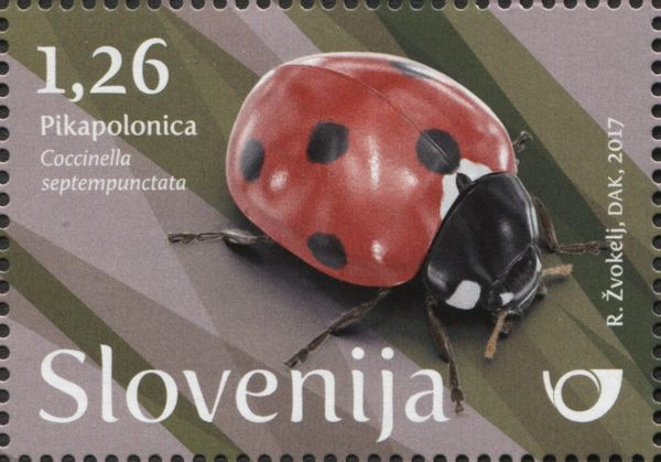 Seven-spot ladybird (Coccinella septempunctata)