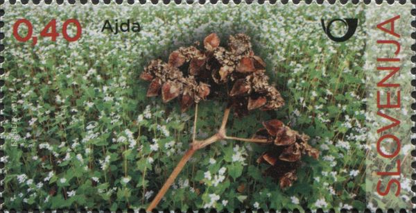 Buckwheat