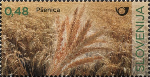 Wheat