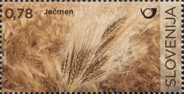 Barley