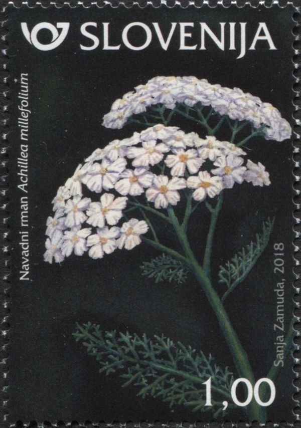 Common yarrow (Achillea millefolium)