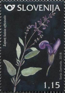 Sage (Salvia officinalis)