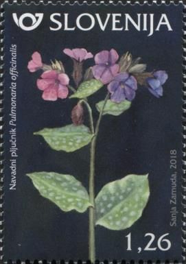Lungwort (Pulmonaria officinalis)