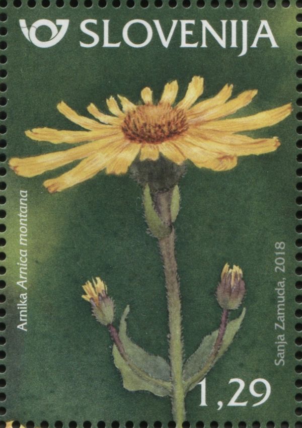 Mountain arnica (Arnica montana)