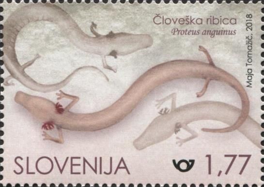 250th Anniversary of First Scientific Description Of Proteus