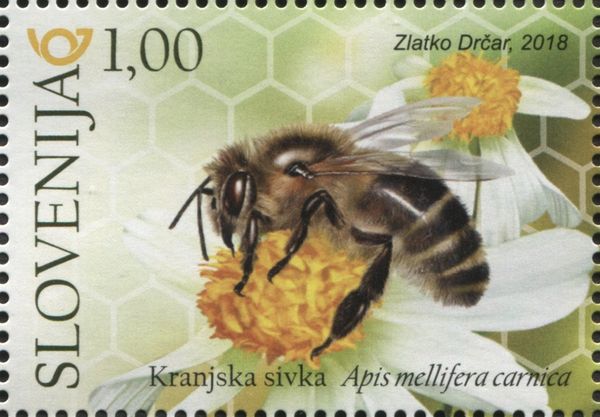 Grey Carniolan bee (Apis mellifera carnica)
