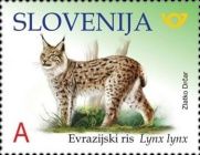 Eurasian Lynx (Lynx lynx)