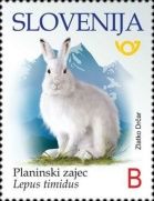 Mountain Hare Lepus timidus)
