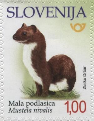 Weasel (Mustela nivalis)