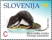 Mediterranean Water Shrew (Neomys anomalus)
