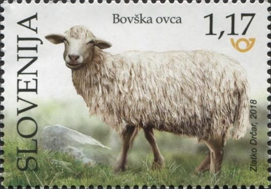 Bovec Sheep