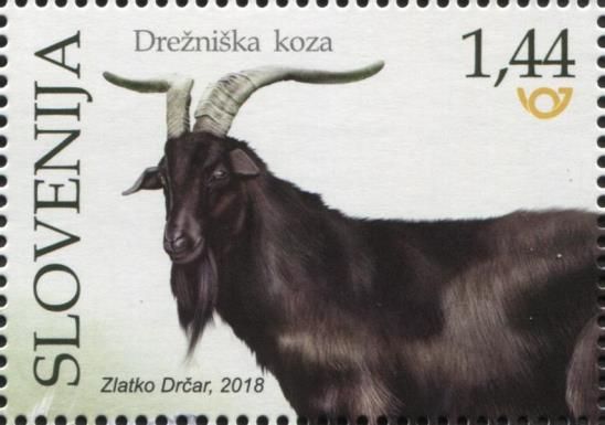 Dreznica Goat