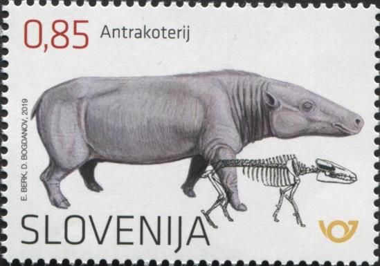 The anthracothere – an Oligocene mammal from the Zasavje reg
