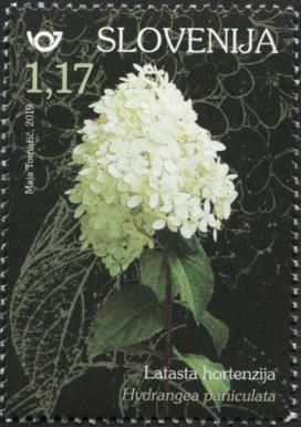 Panicle Hydrangea (Hydrangea paniculata)
