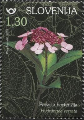 Mountain Hydrangea (Hydrangea serrata)