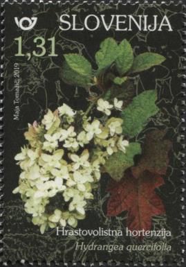 Oakleaf Hydrangea (Hydrangea quercifolia)
