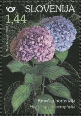Bigleaf hydrangea (Hydrangea macrophylla)