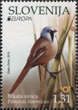 Bearded reedling (Panurus biarmicus)