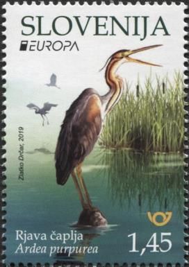 Purple heron (Ardea purpurea)