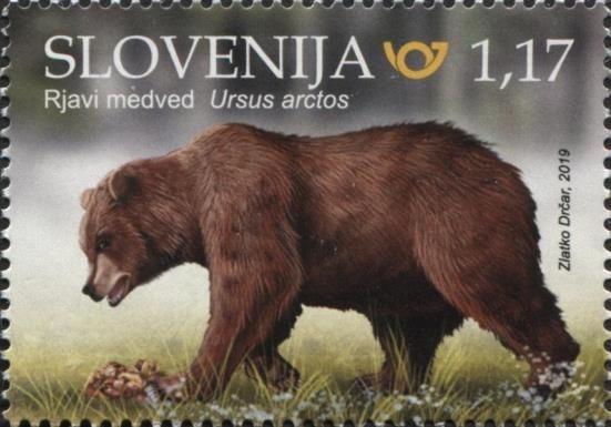 Brown Bear (Ursus arctos)