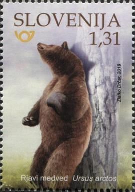 Brown Bear (Ursus arctos)