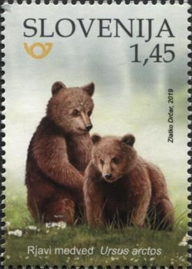 Brown Bear (Ursus arctos)