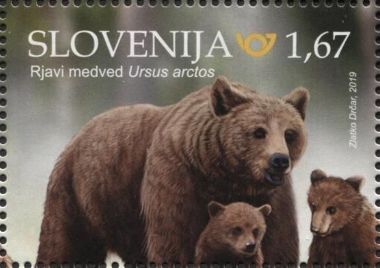 Brown Bear (Ursus arctos)