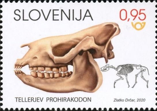 Prohyracodon telleri