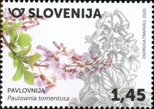 Foxglove Tree (Paulownia tomentosa)