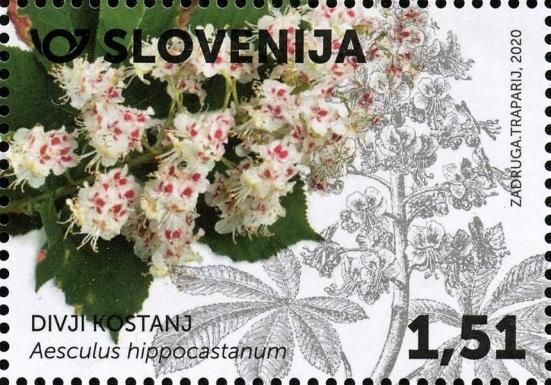 European Horse Chestnut (Aesculus hippocastanum)