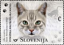 European Shorthair