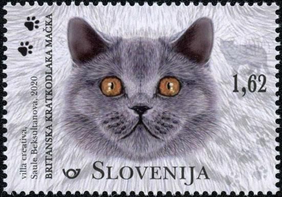 British Shorthair