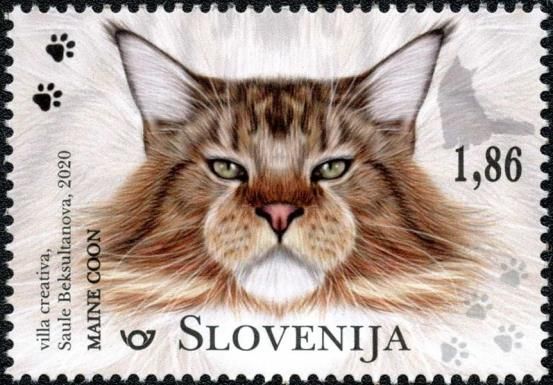 Maine Coon Cat