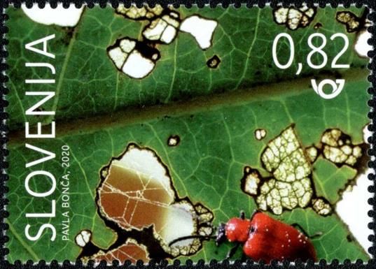International Year of Plant Health