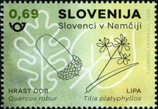 Quercus Robur Leaf and Acorn, Tilia Platyphyllos Blossoms